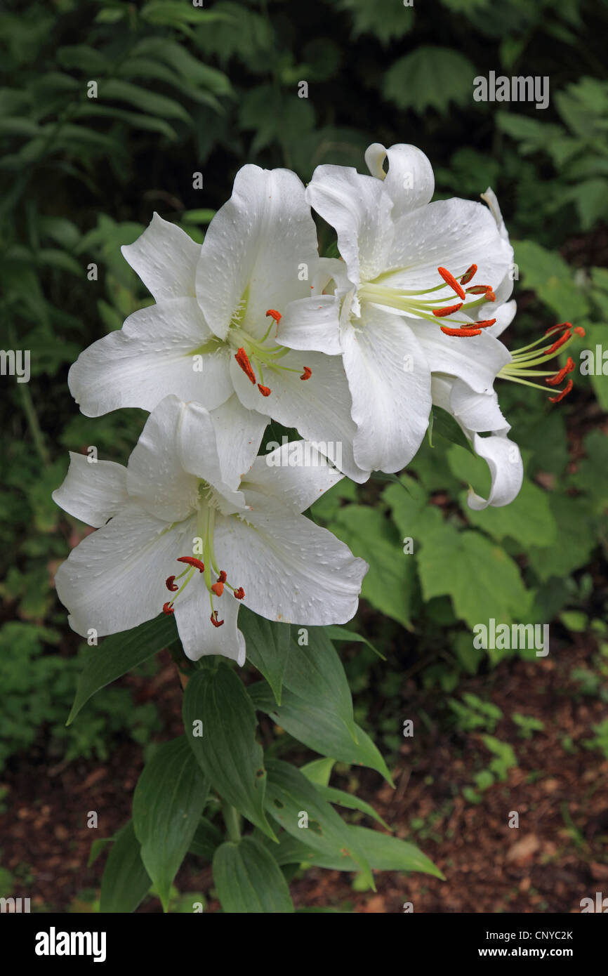 Album Lily  (Lilium speciosum 'Album', Lilium speciosum Album), flowers Stock Photo