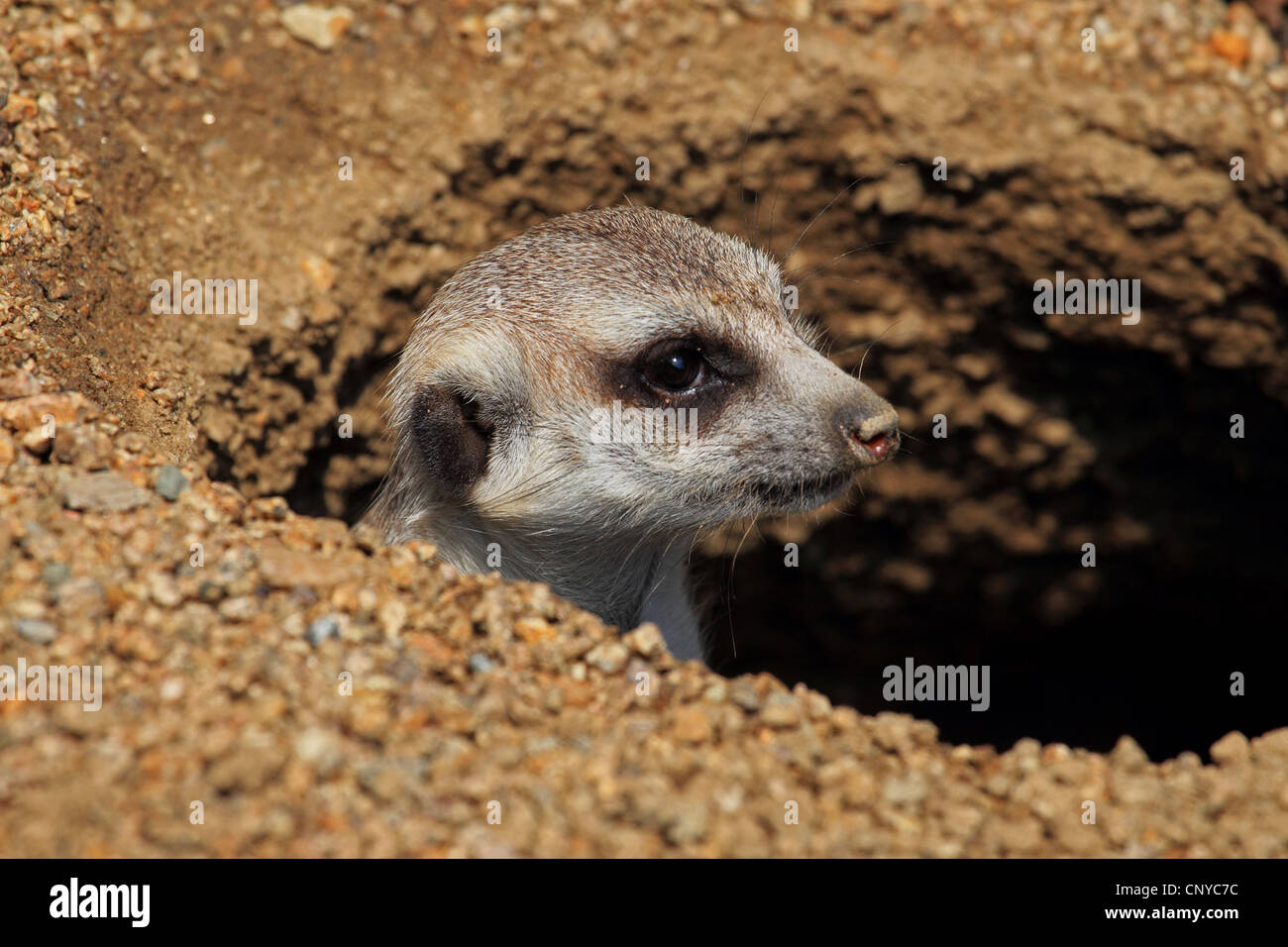 suricate, slender-tailed meerkat (Suricata suricatta), looking out of dugout Stock Photo
