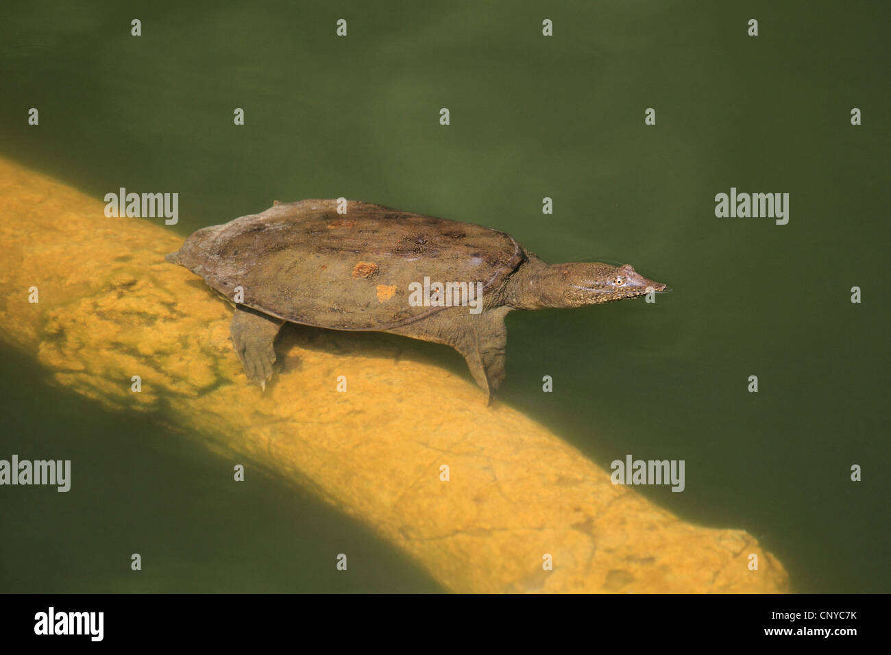 Chinese softshell turtle (Pelodiscus sinensis, Trionyx sinensis), at the water surface Stock Photo