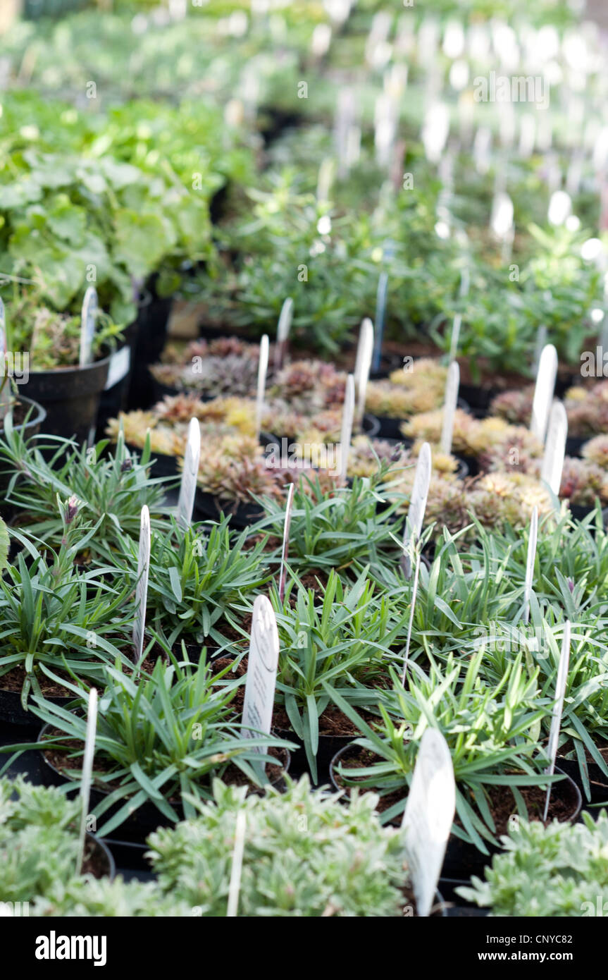 Bedding plants seedlings at a garden centre Stock Photo Alamy