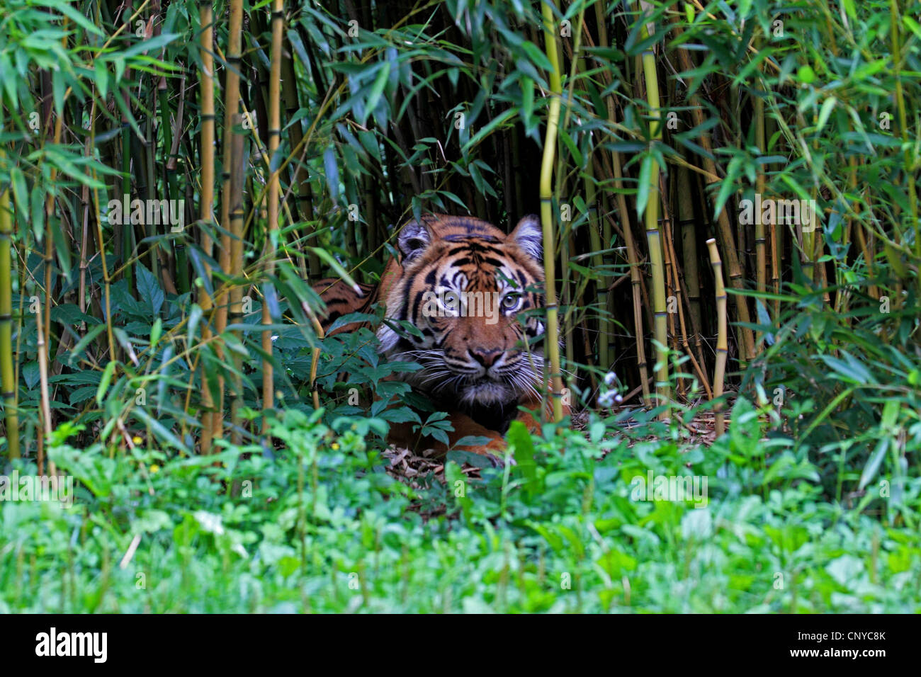 Sumatran tiger (Panthera tigris sumatrae), looking out of bamboo grove, portrait Stock Photo