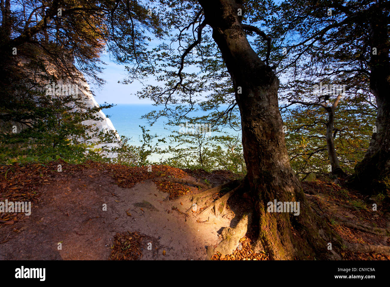 Leaved trees hi-res stock photography and images - Alamy
