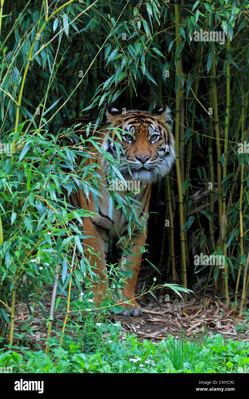 Sumatran tiger (Panthera tigris sumatrae), at the edge of bamboo grove Stock Photo
