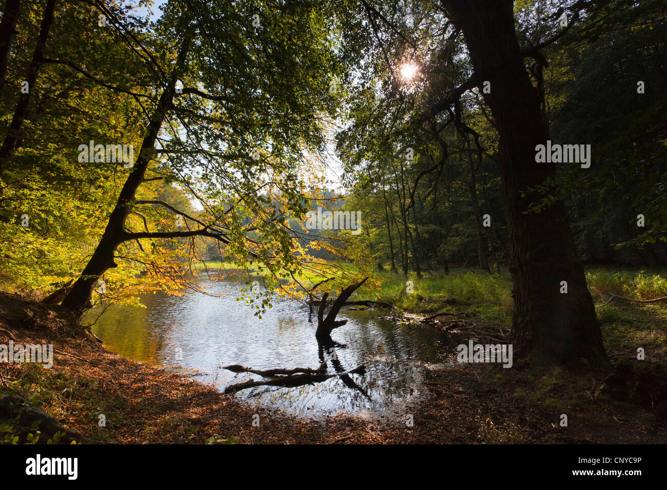 lake at forest edge in autumn, Germany, Mecklenburg-Western Pomerania, Ruegen, Stubbenkammer Stock Photo
