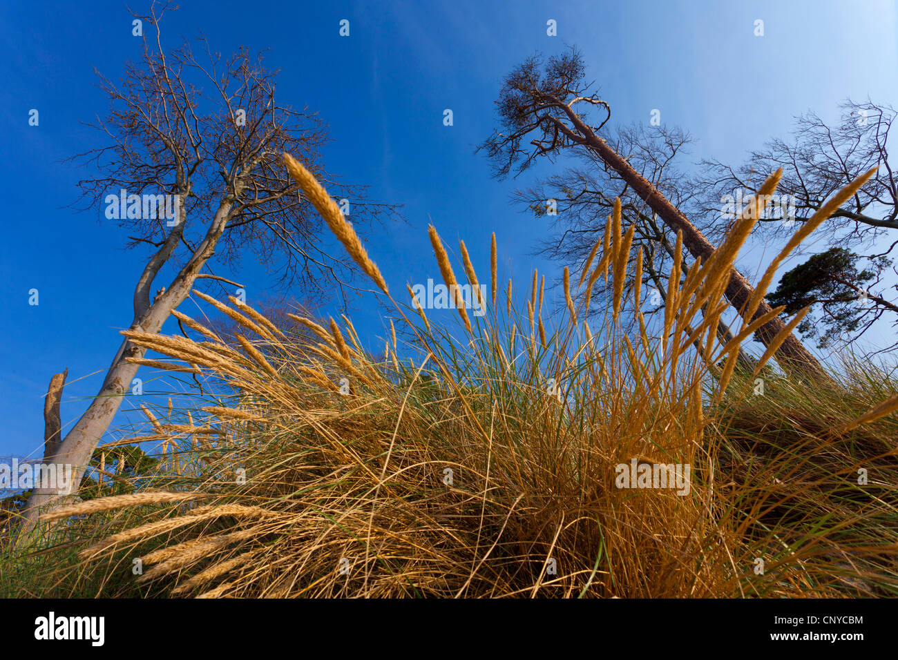 beach grass, European beachgrass, marram grass, psamma, sea sand-reed (Ammophila arenaria), on a dike with trees, Germany, Mecklenburg-Western Pomerania, Darss, Prerow Stock Photo