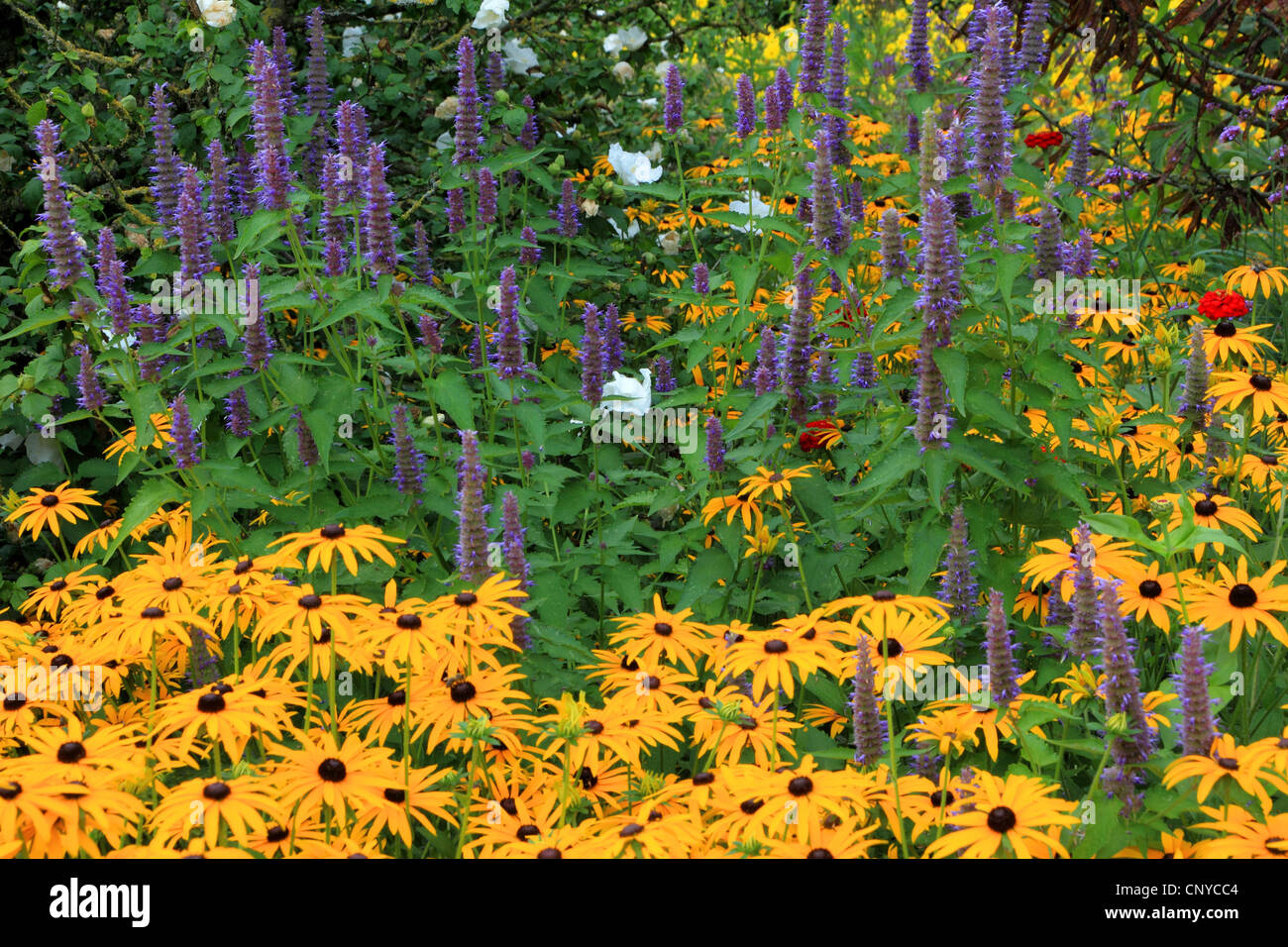 Shiny coneflower, Shiny cone flower, Shining coneflower (Rudbeckia