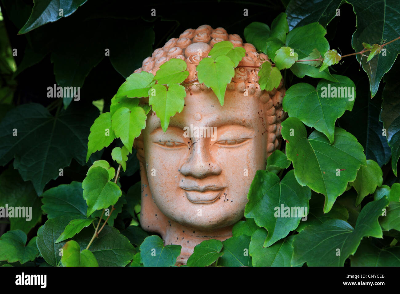 Boston ivy, Japanese creeper (Parthenocissus tricuspidata), overgrown Buddha statue, Germany Stock Photo