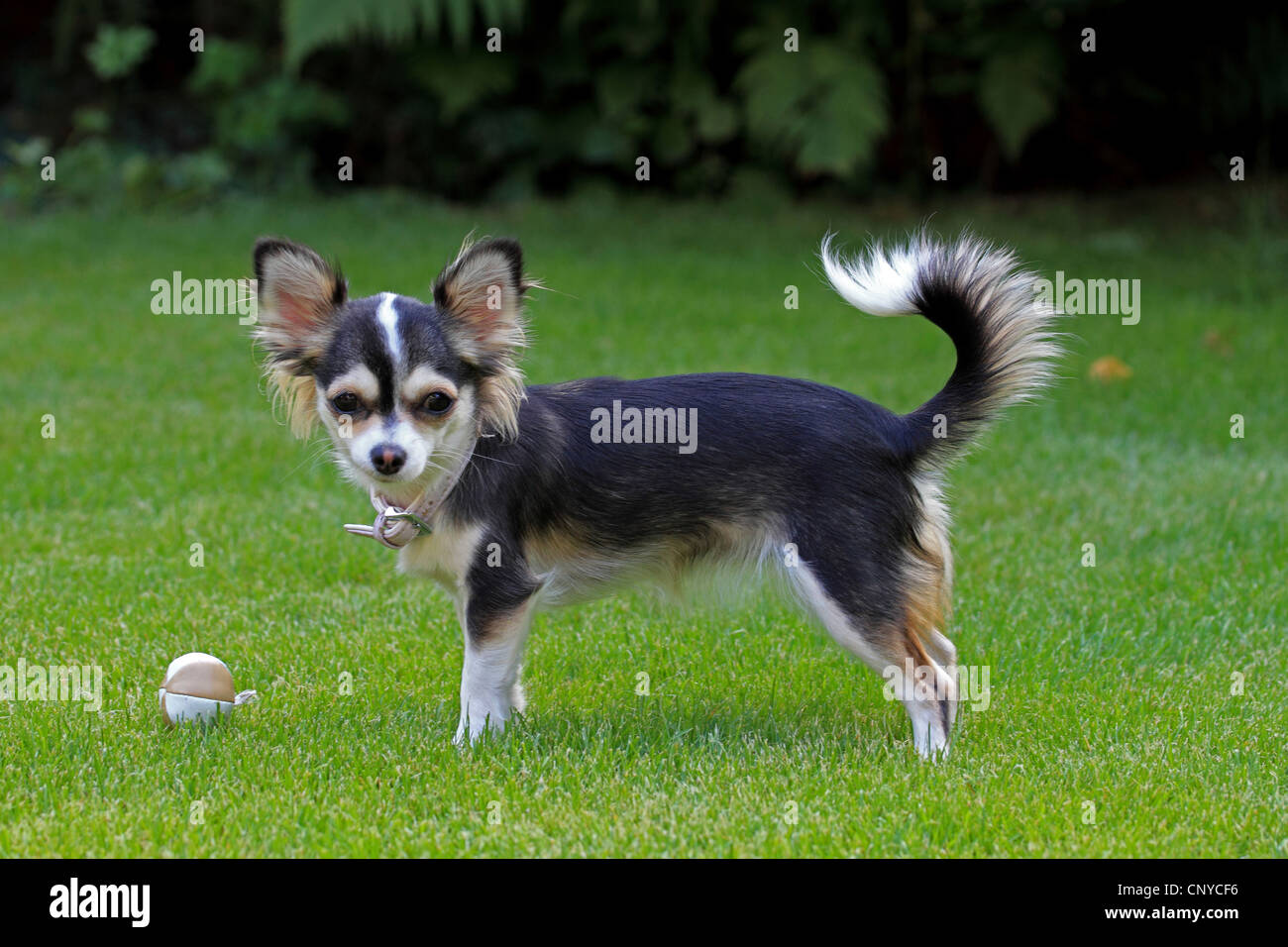 Do Chihuahuas Like To Play Fetch