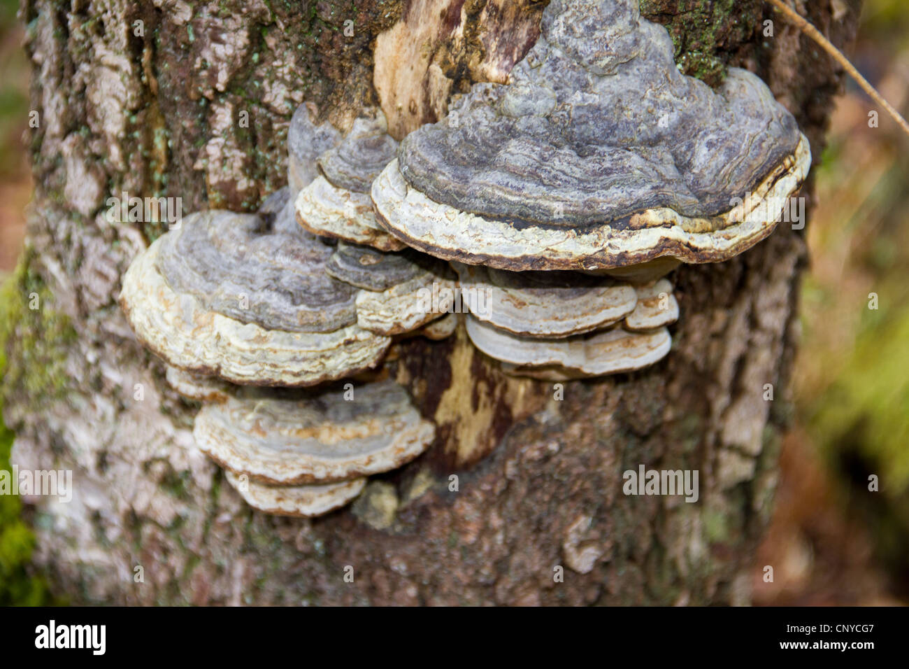 Tree Fungus at Wood of Cree in Scotland Stock Photo