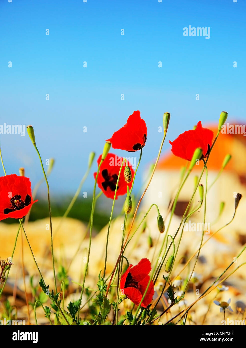 Red poppy flowers meadow over blue clear sky background, wildflower ...