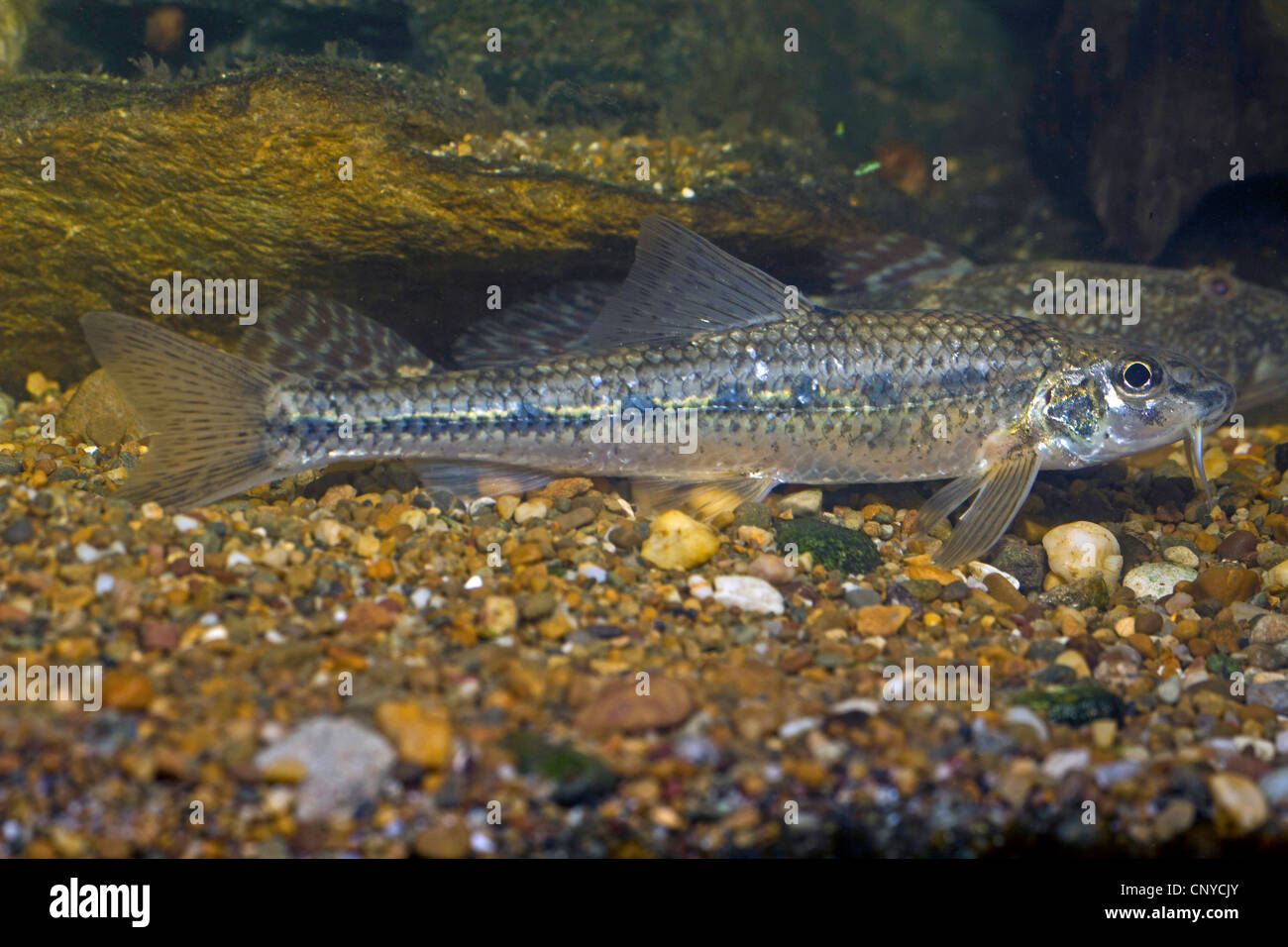 Gudgeon Fish Stock Photos & Gudgeon Fish Stock Images Alamy
