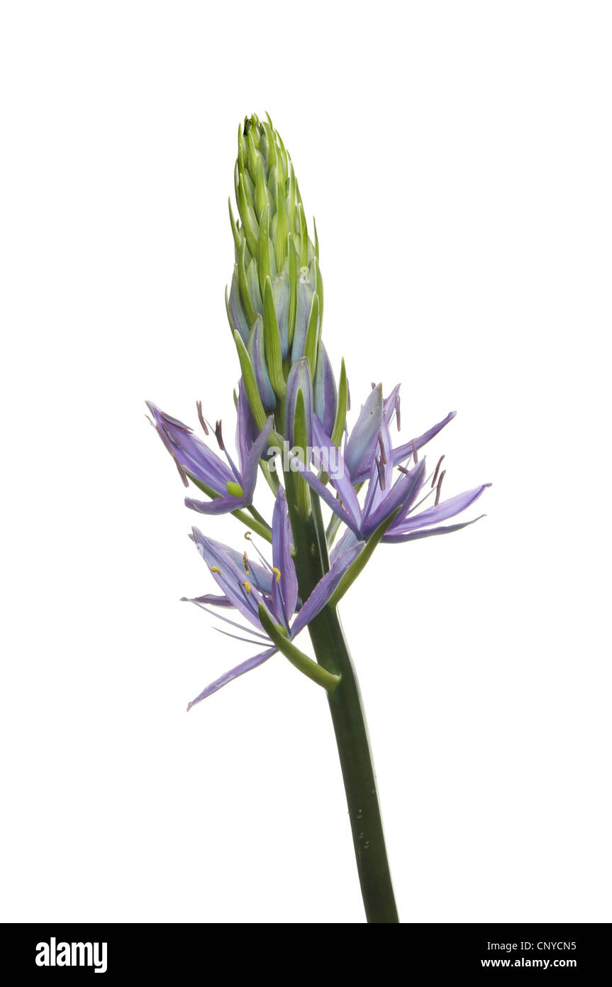 Spiky star shaped blue flowers of a camassia caerulea plant isolated against white Stock Photo