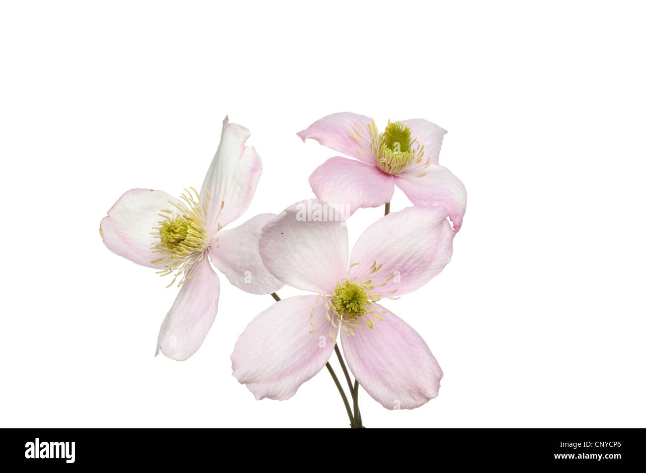 Clematis montana white flower hires stock photography and images Alamy