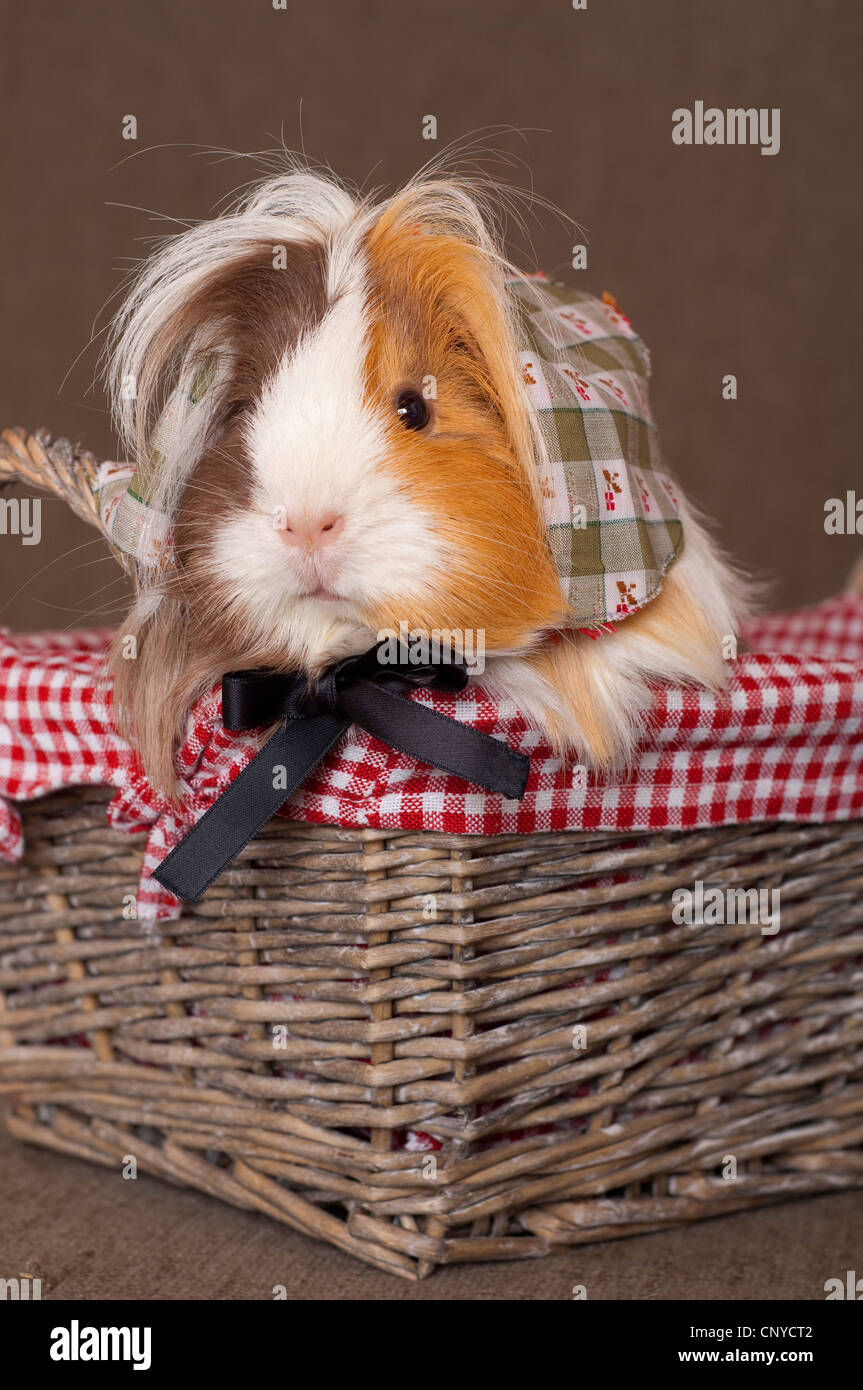 domestic Guinea pig (Cavia aperea f. porcellus), sitting with headscarf in a basket Stock Photo