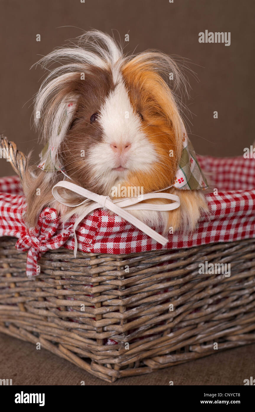domestic Guinea pig (Cavia aperea f. porcellus), sitting with headscarf in a basket Stock Photo