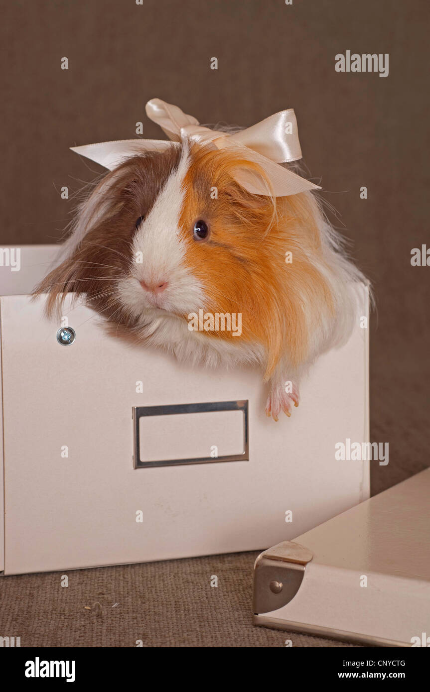 domestic Guinea pig (Cavia aperea f. porcellus), sitting with hairbow in a box Stock Photo