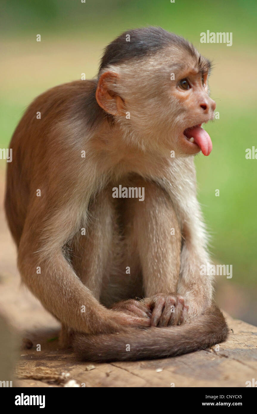 Monkey sticking out tongue hi-res stock photography and images - Alamy