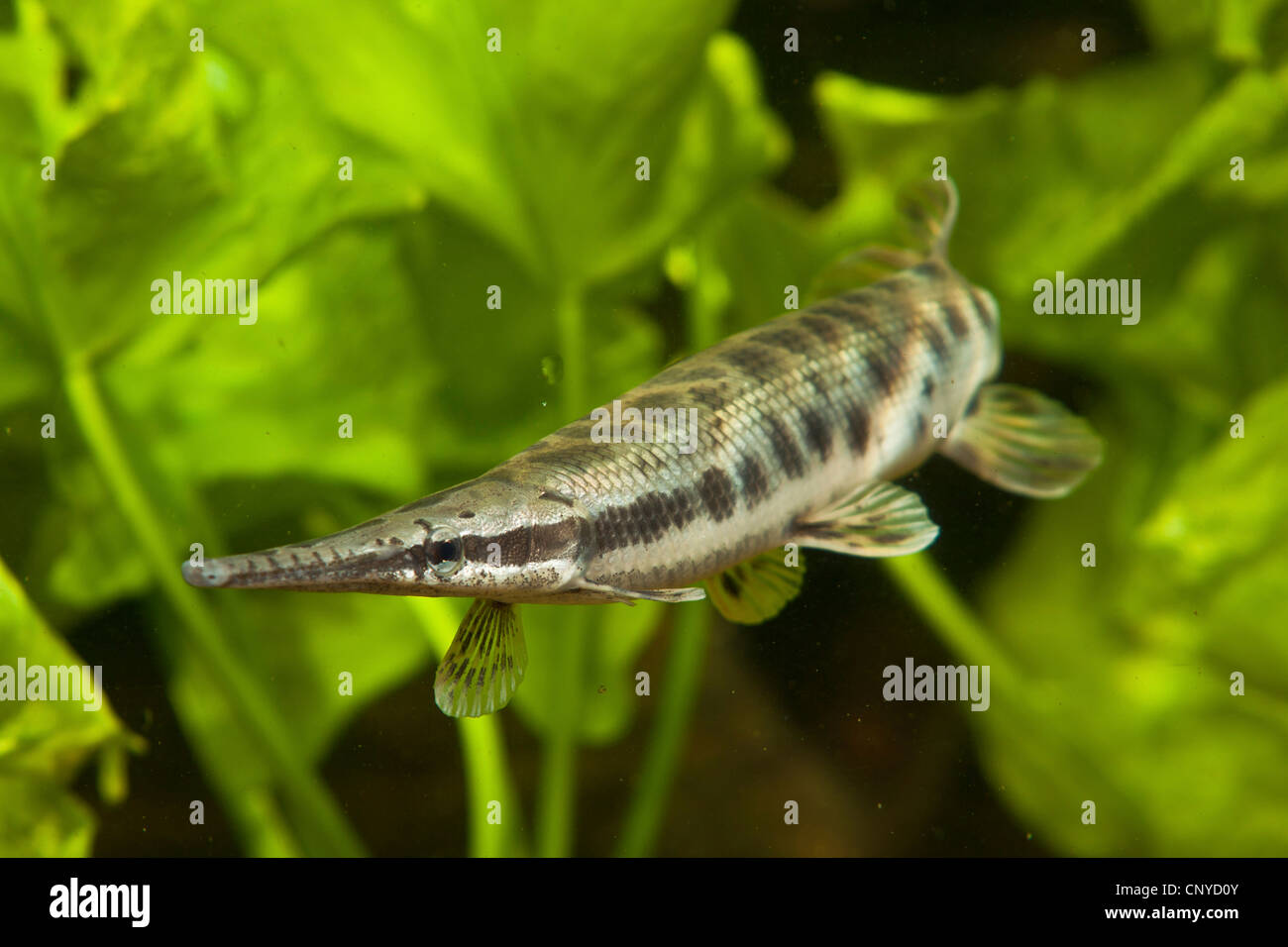 spotted gar (Lepisosteus oculatus), swimming among water plants Stock Photo