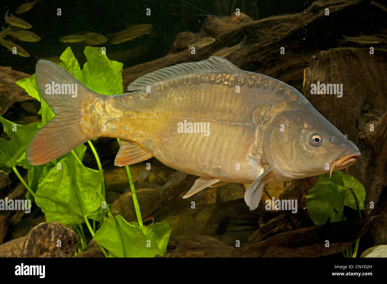 carp, common carp, European carp (Cyprinus carpio), mirror carp swimming among dead wood Stock Photo