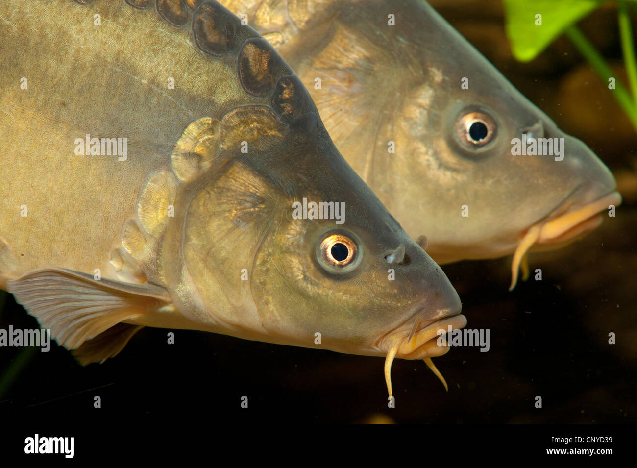 carp, common carp, European carp (Cyprinus carpio), portraits of two mirror carps Stock Photo