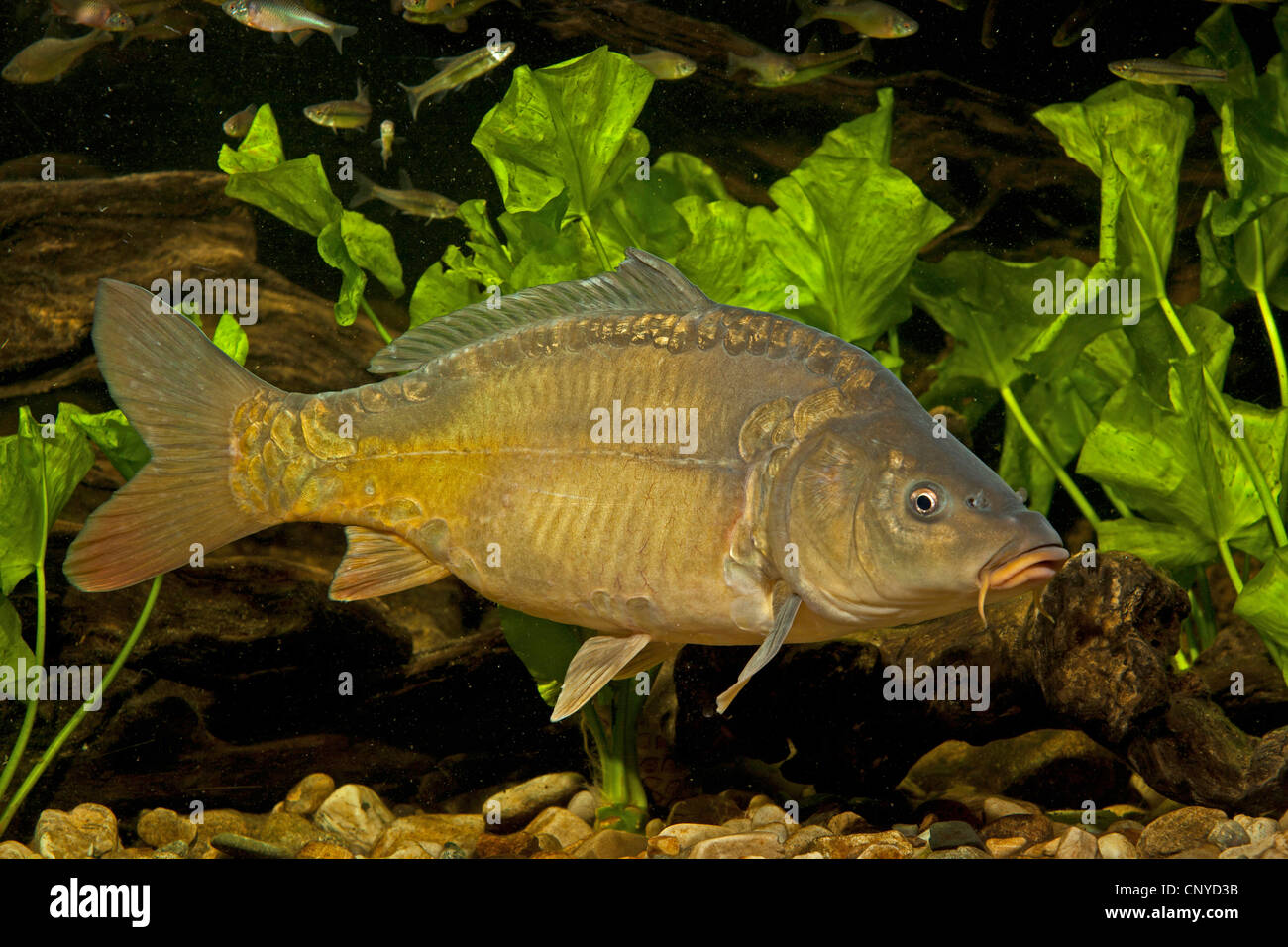 carp, common carp, European carp (Cyprinus carpio), mirror carp at the pebble ground of a water Stock Photo