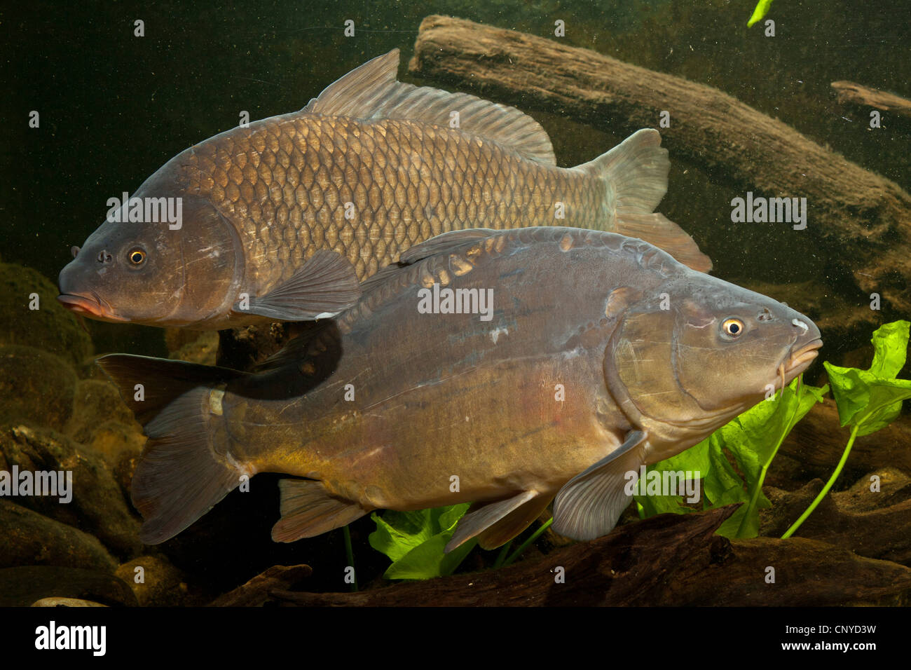 carp, common carp, European carp (Cyprinus carpio), wild carp and mirror carp side by side at a water ground Stock Photo