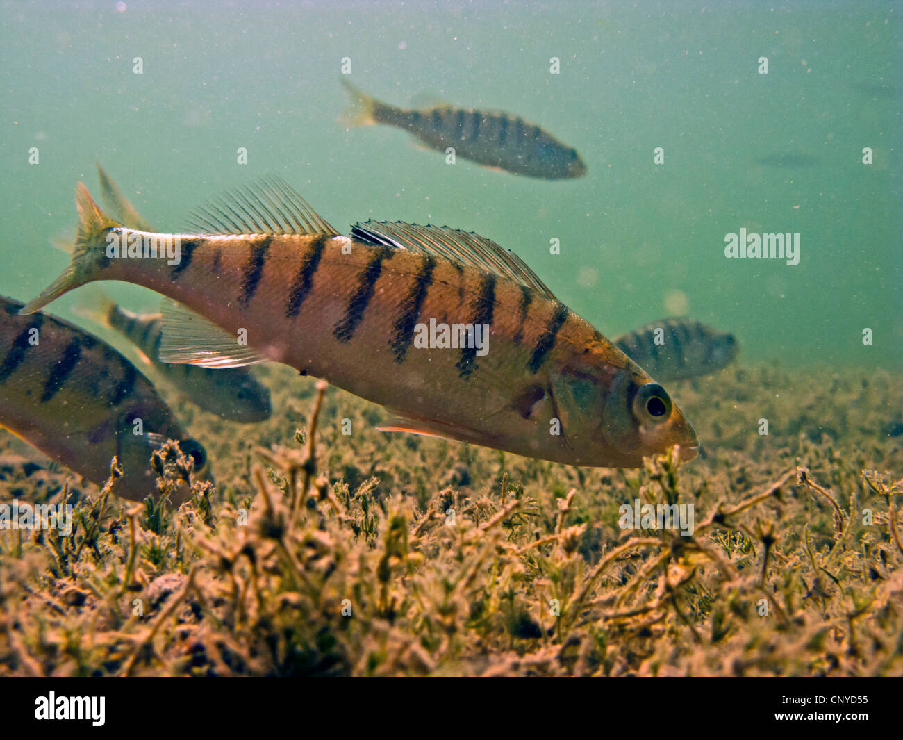 Perch, European perch, Redfin perch (Perca fluviatilis), several fishes looking for food among charales, Germany, Bavaria, Lake Chiemsee Stock Photo