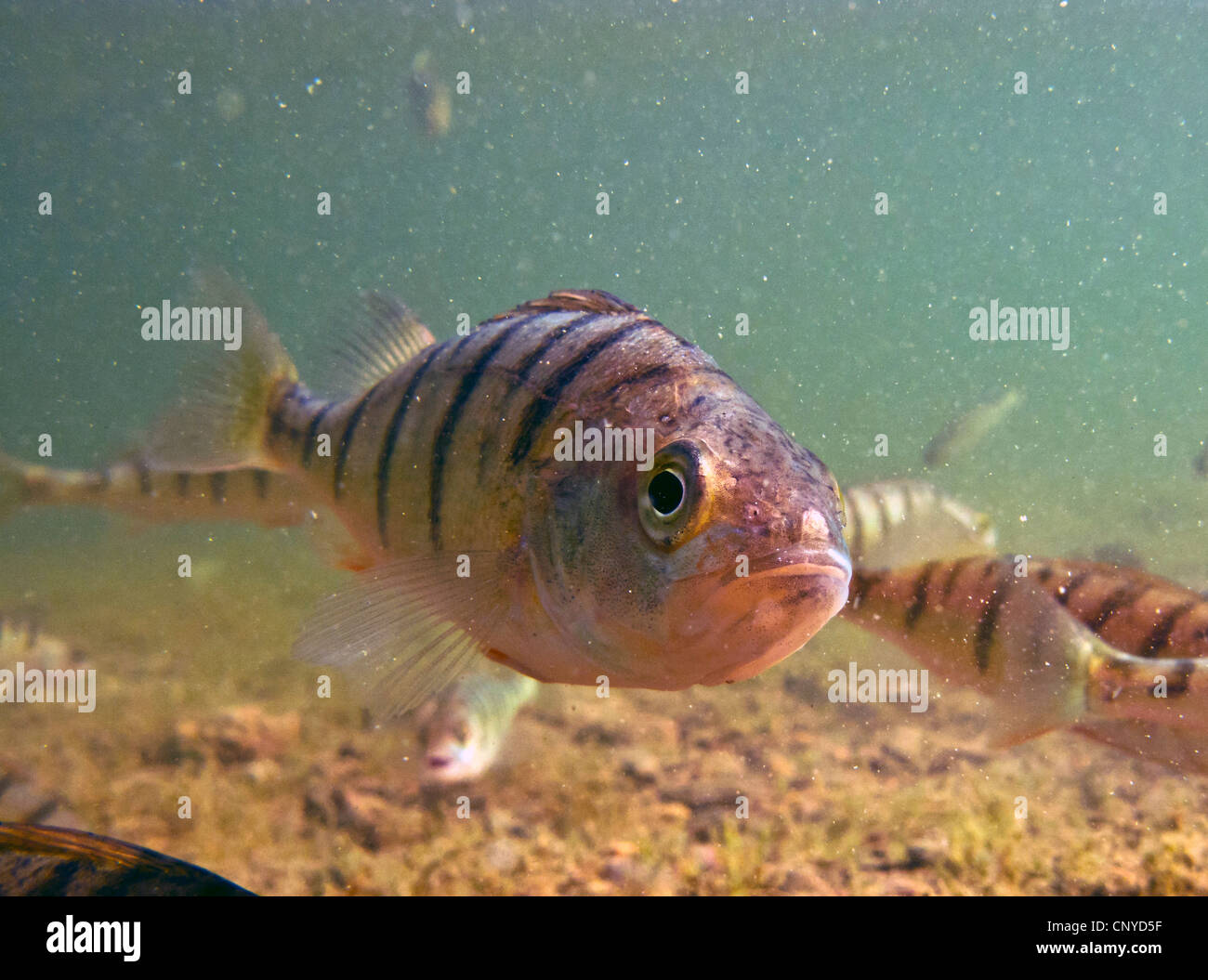 Perch, European perch, Redfin perch (Perca fluviatilis), shoal at a water ground overgrown with charales, Germany, Bavaria, Lake Chiemsee Stock Photo