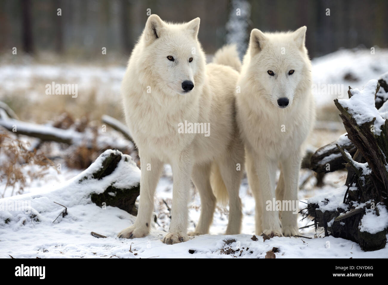arctic wolf, tundra wolf (Canis lupus albus, Canis lupus arctos), two wolves standings side by side in snow Stock Photo
