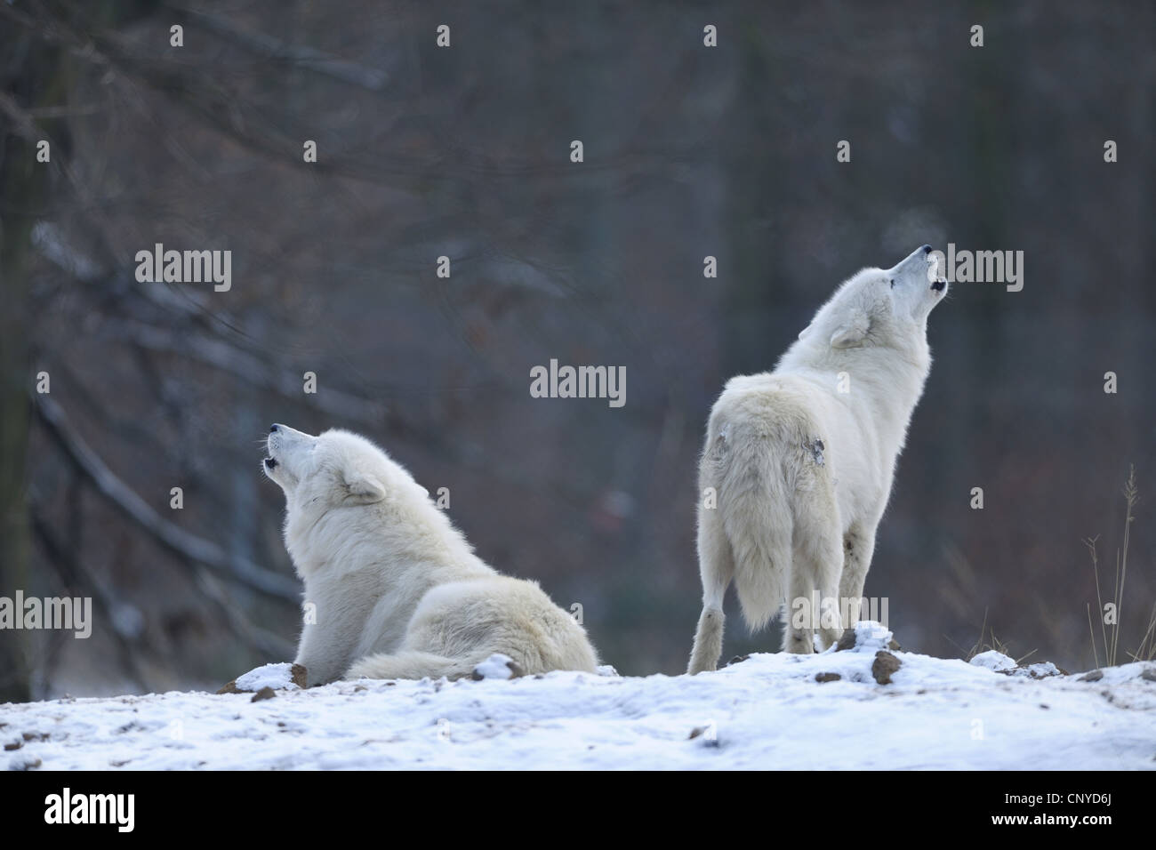 arctic wolf, tundra wolf (Canis lupus albus, Canis lupus arctos), two howling artic wolves in snow, view from behind Stock Photo