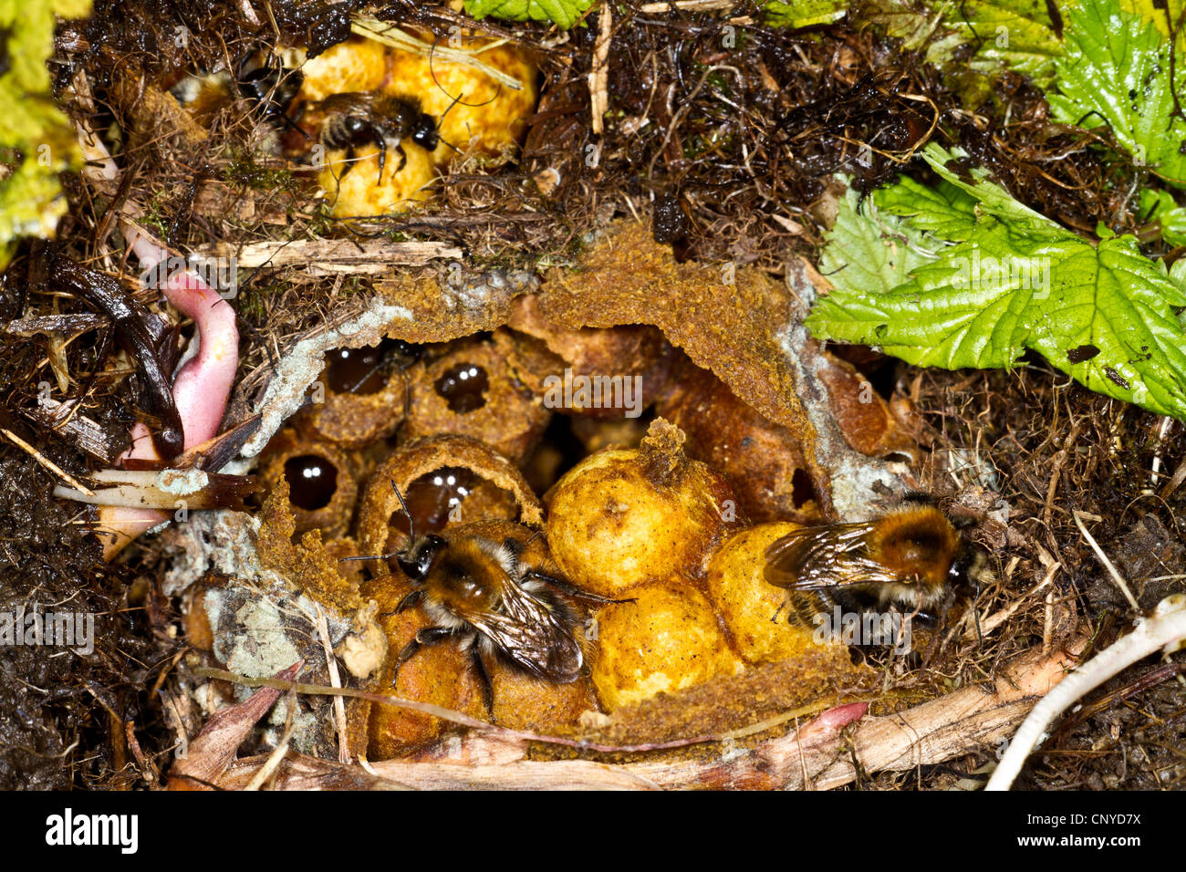 buff-tailed bumble bee (Bombus terrestris), nest with honeycombs, Germany, Bavaria Stock Photo