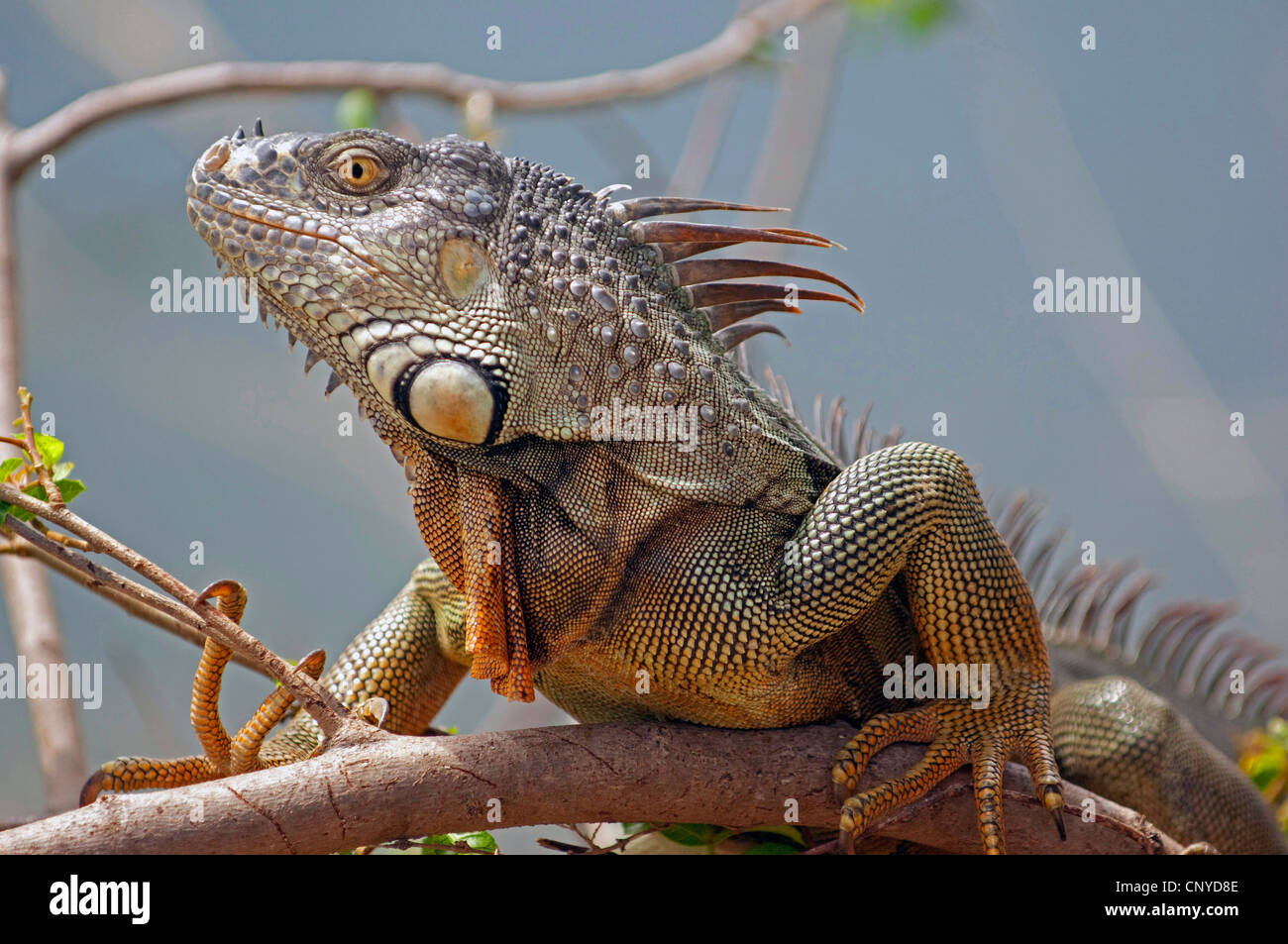 green iguana, common iguana (Iguana iguana), lying on a branch, USA ...