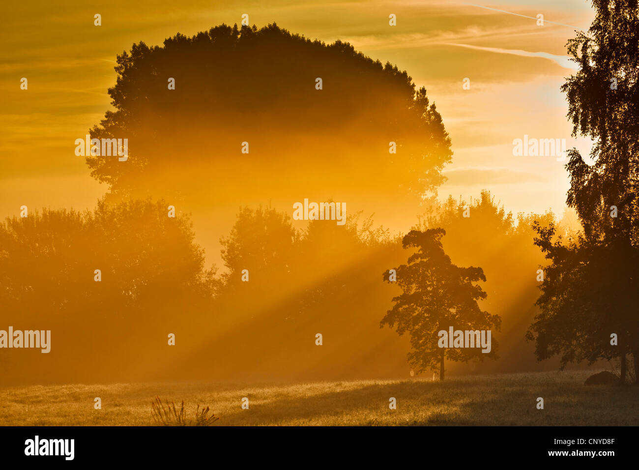 pictoresque sunrise over foggy forest and meadow landscape, Germany, Bavaria, Isental Stock Photo