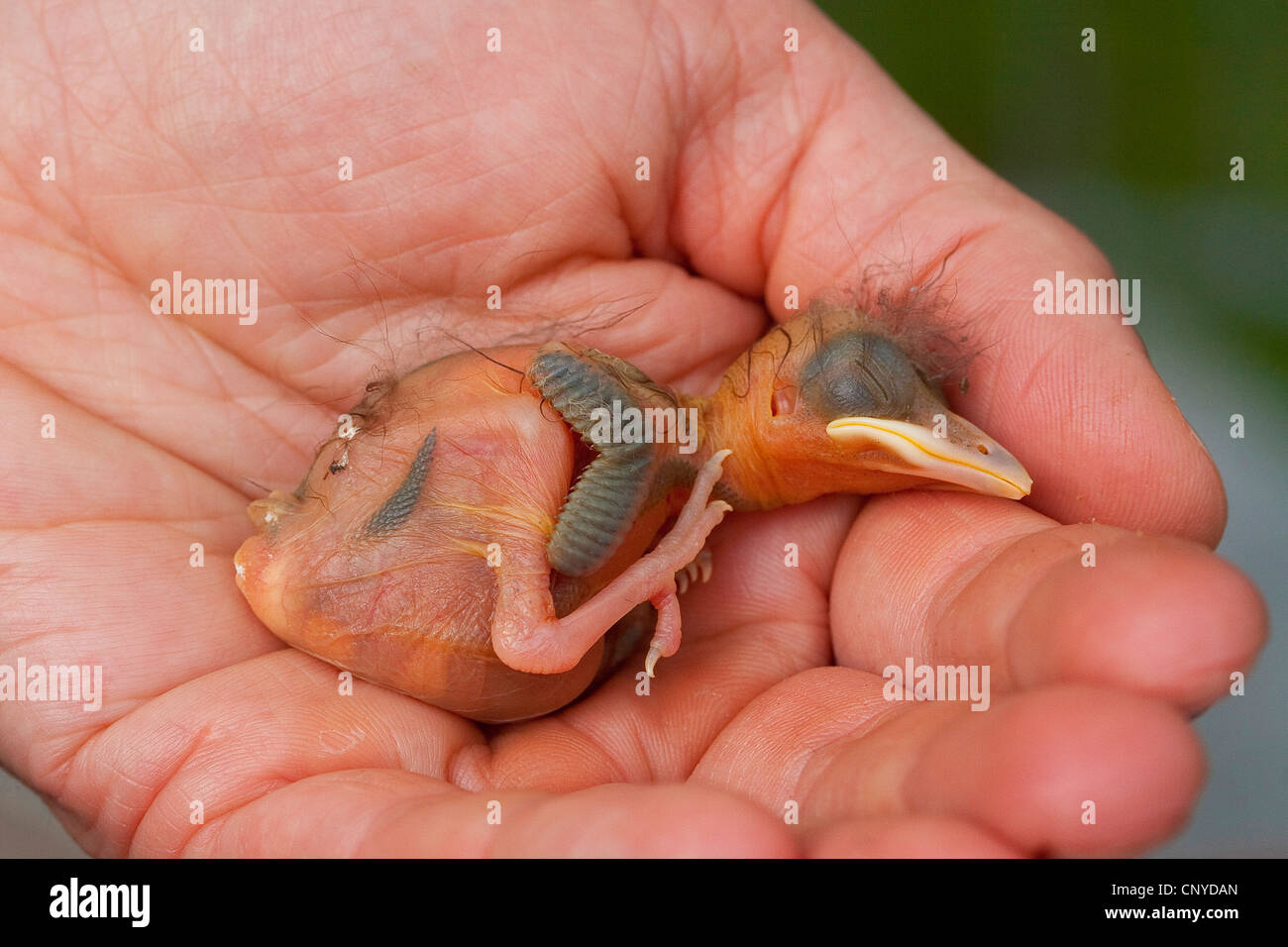 blackbird (Turdus merula), still bald orphaned chicken is lying in a hand sleeping Stock Photo