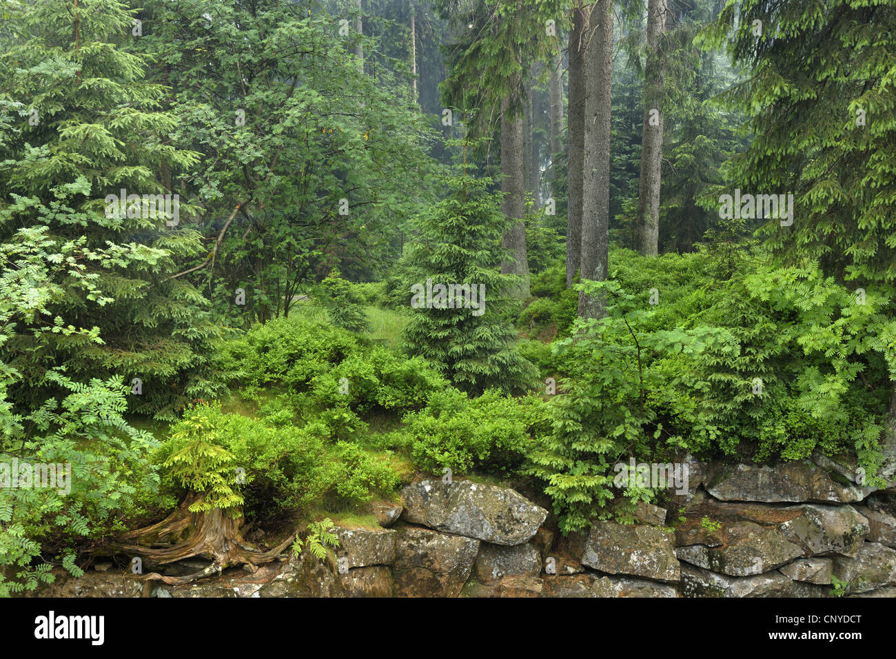 forest edge near Oderteich, Germany, Lower Saxony, Harz National Park, St. Andreasberg Stock Photo
