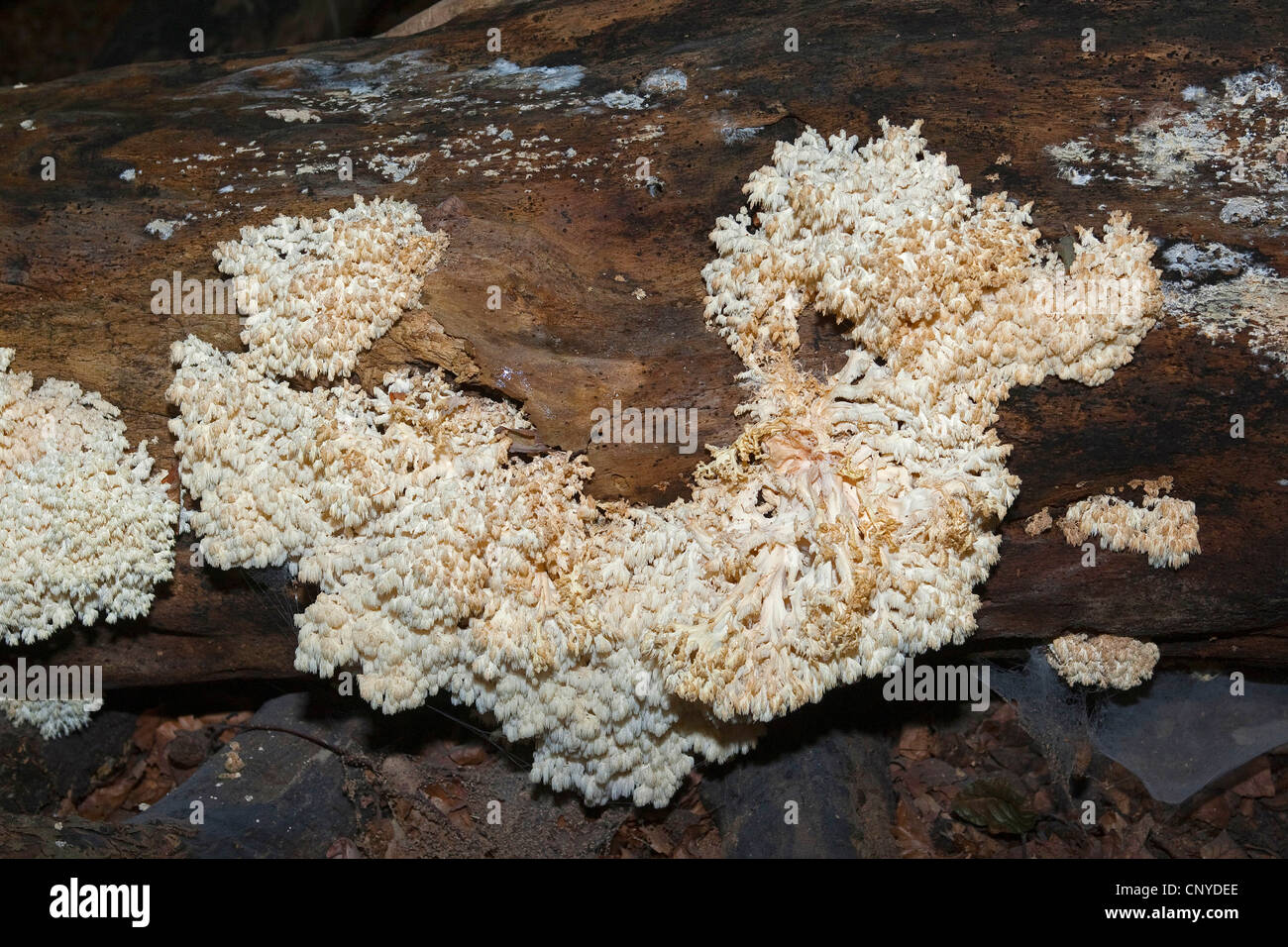coral tooth (Hericium coralloides, Hericium clathroides), on dead wood, Germany Stock Photo