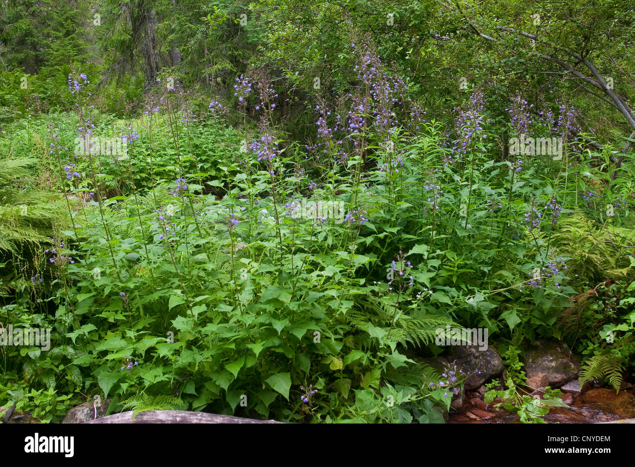 Mountain Sow Thistle, Alpine Blue-sow-thistle (Cicerbita alpina, Lactuca alpina, Mulgedium alpinum), blooming, Germany Stock Photo