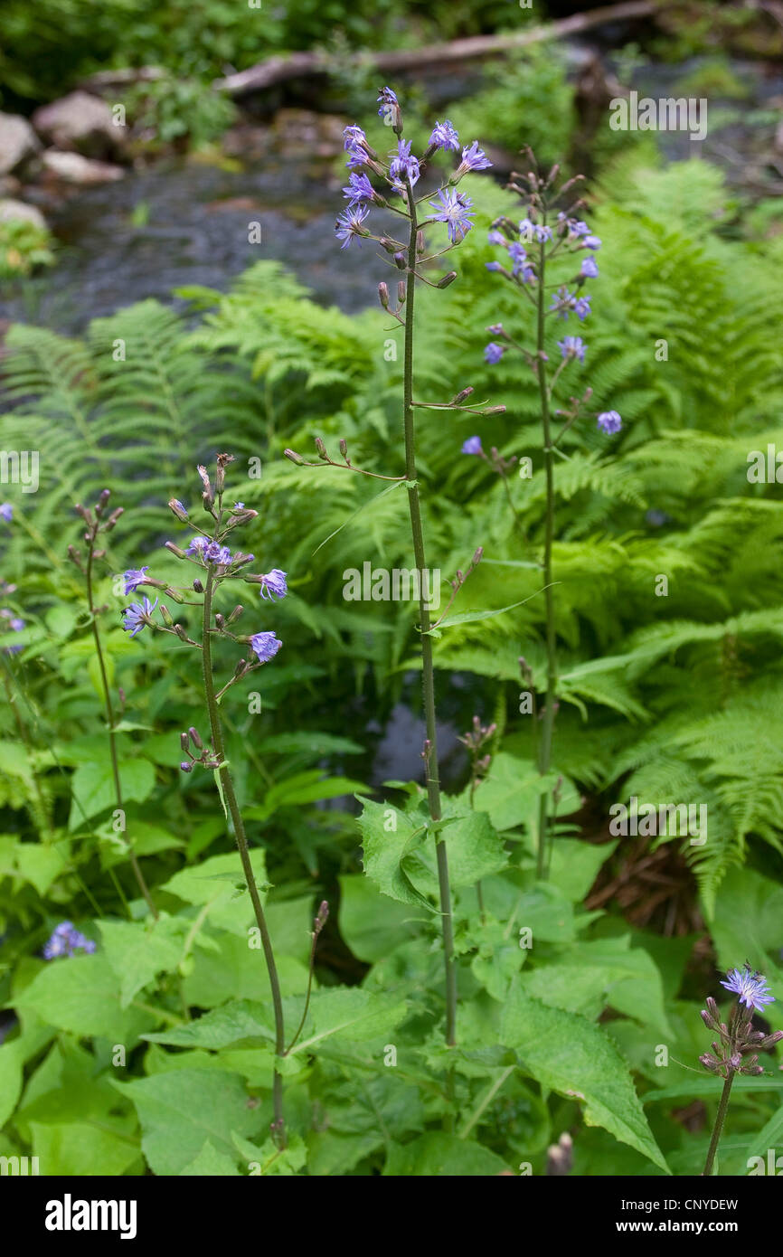 Mountain Sow Thistle, Alpine Blue-sow-thistle (Cicerbita alpina, Lactuca alpina, Mulgedium alpinum), blooming, Germany Stock Photo