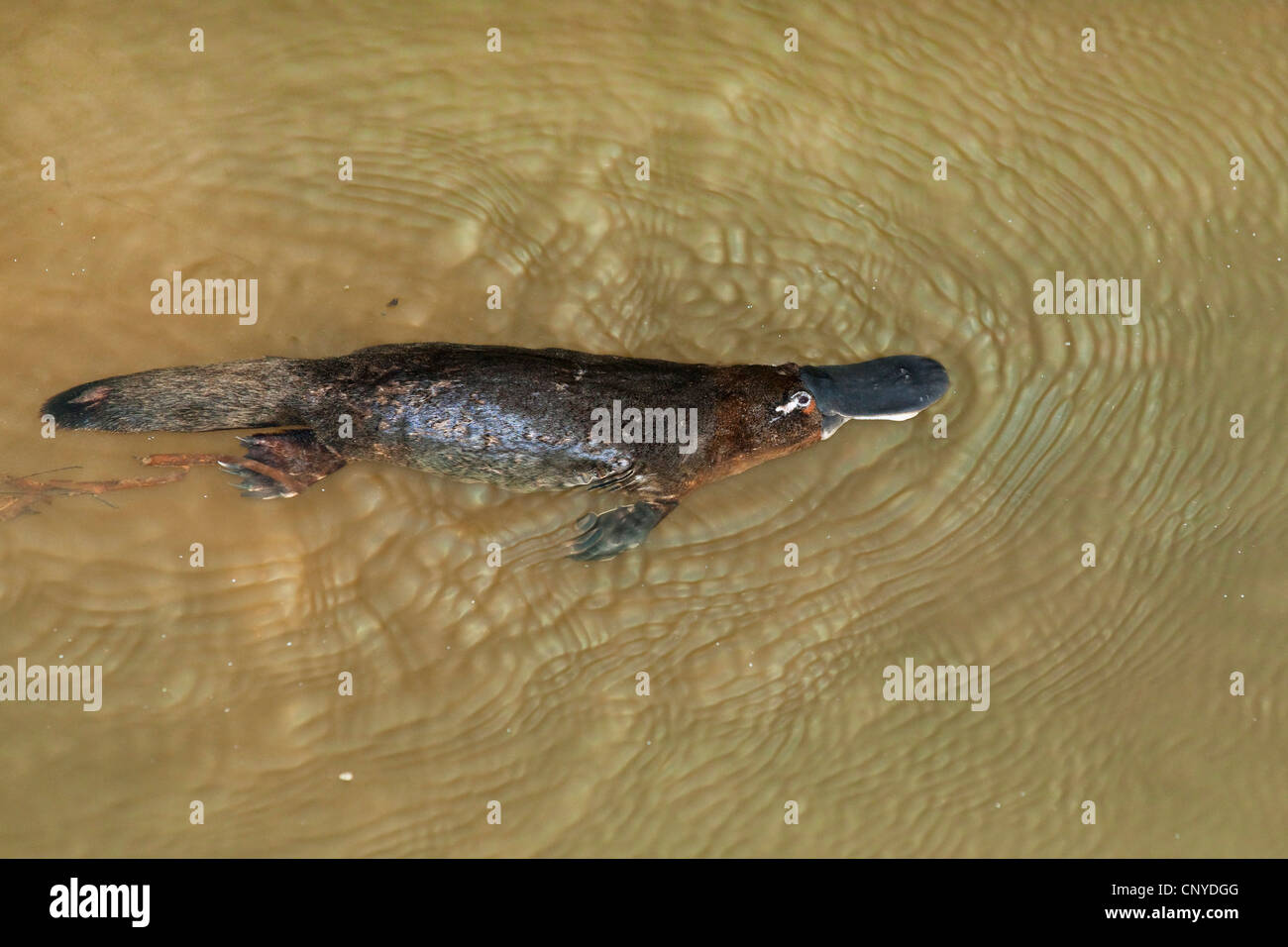 platypus, duck-billed platypus (Ornithorhynchus anatinus), swimming, Australia, Queensland, Atherton Tablelands Stock Photo