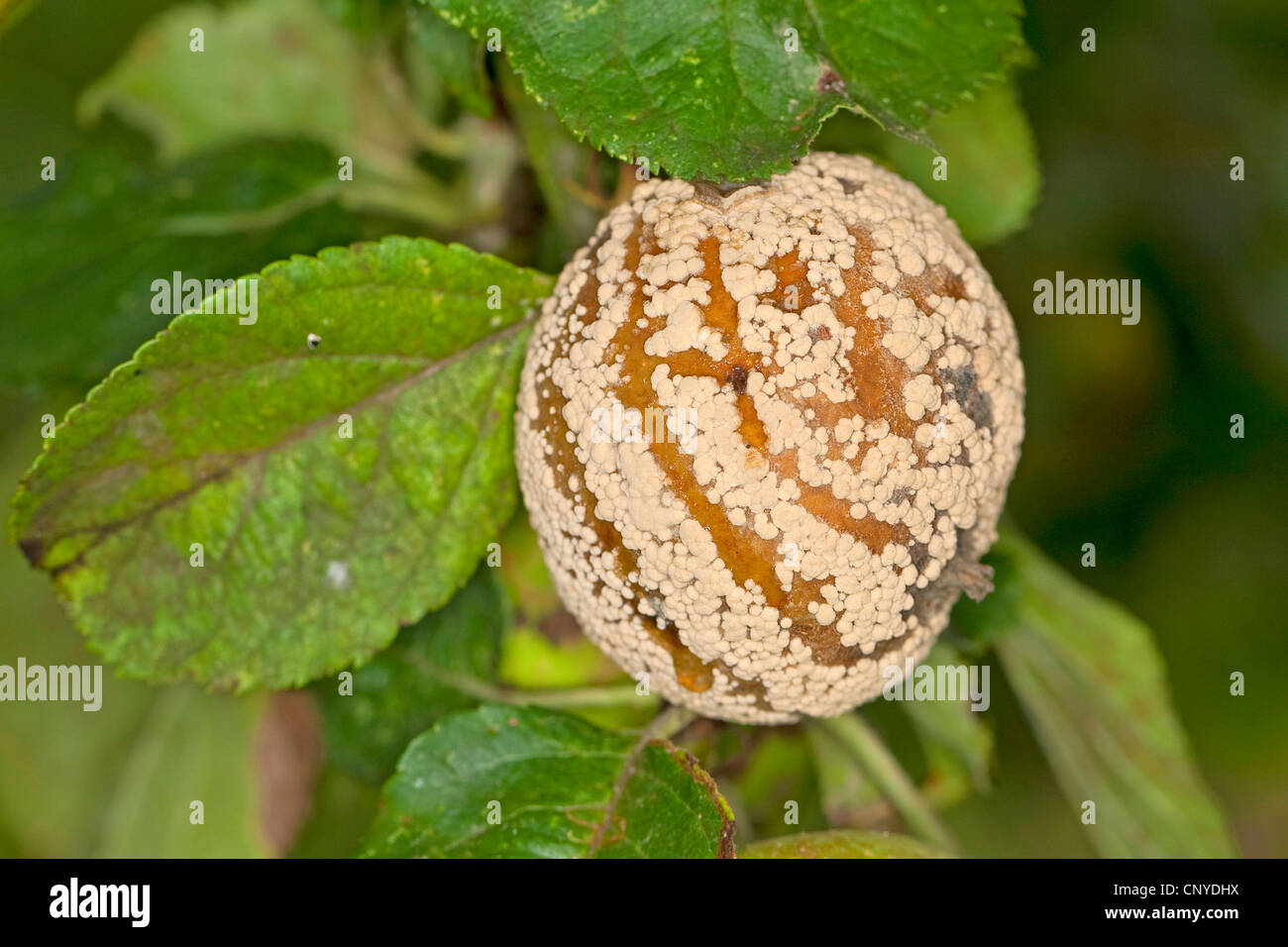 Brown rot (Monilia fructigena, Monilinia fructigena), fouling apple, Germany Stock Photo