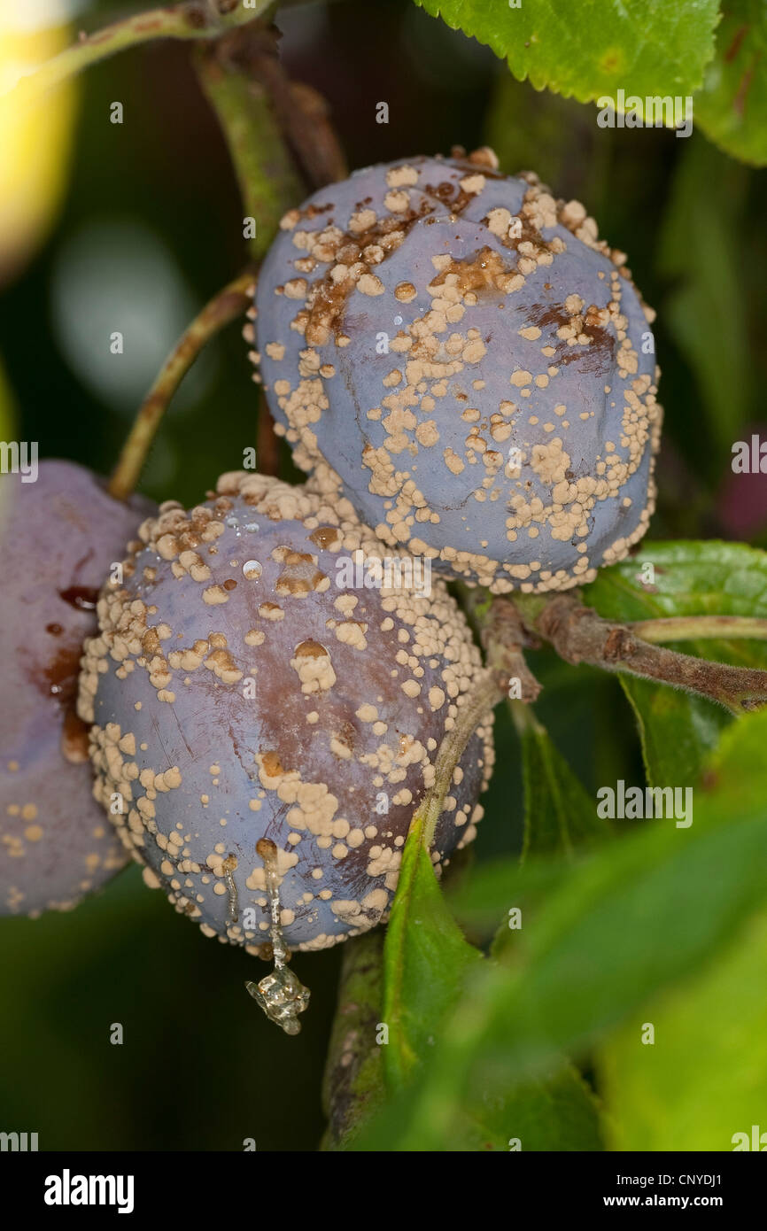 Brown rot (Monilia fructigena, Monilinia fructigena), fouling plum, Germany Stock Photo