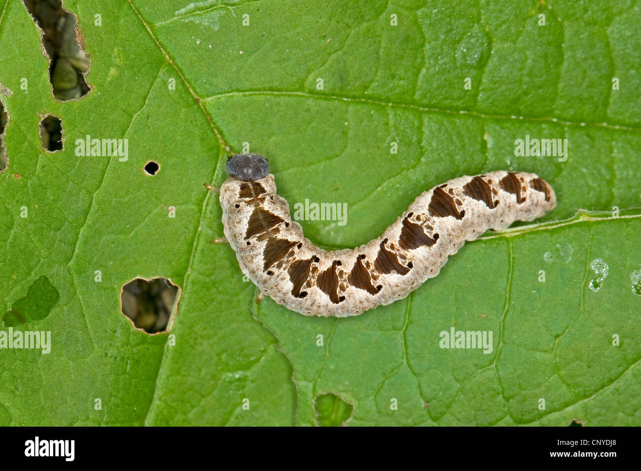 Tenthredo vespa (Tenthredo vespa), sitting on a leaf, Germany Stock Photo