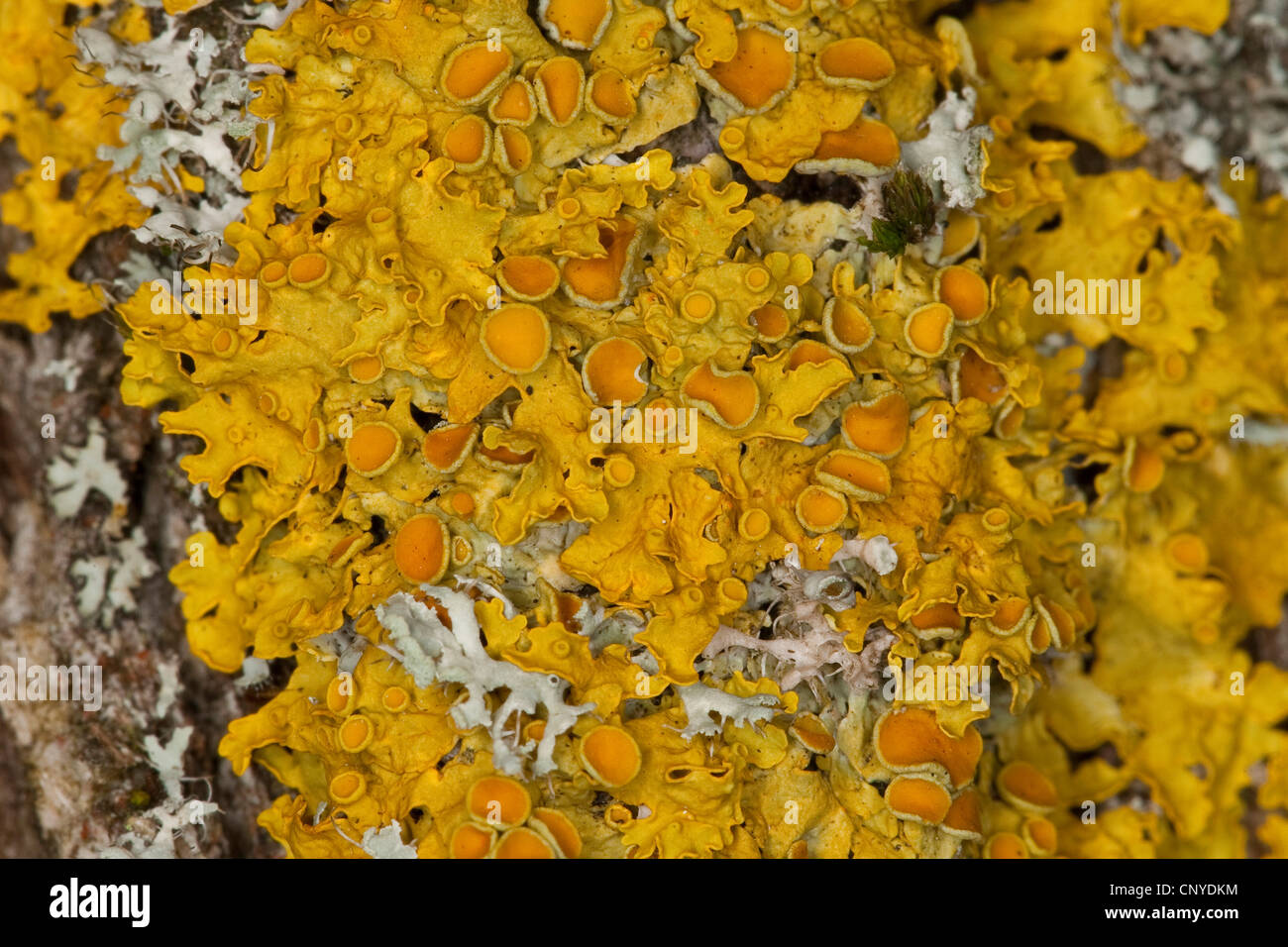 Common orange lichen, Yellow scale, Maritime sunburst lichen, Shore lichen, Golden shield lichen (Xanthoria parietina, Parmelia parietina), on bark, Germany Stock Photo