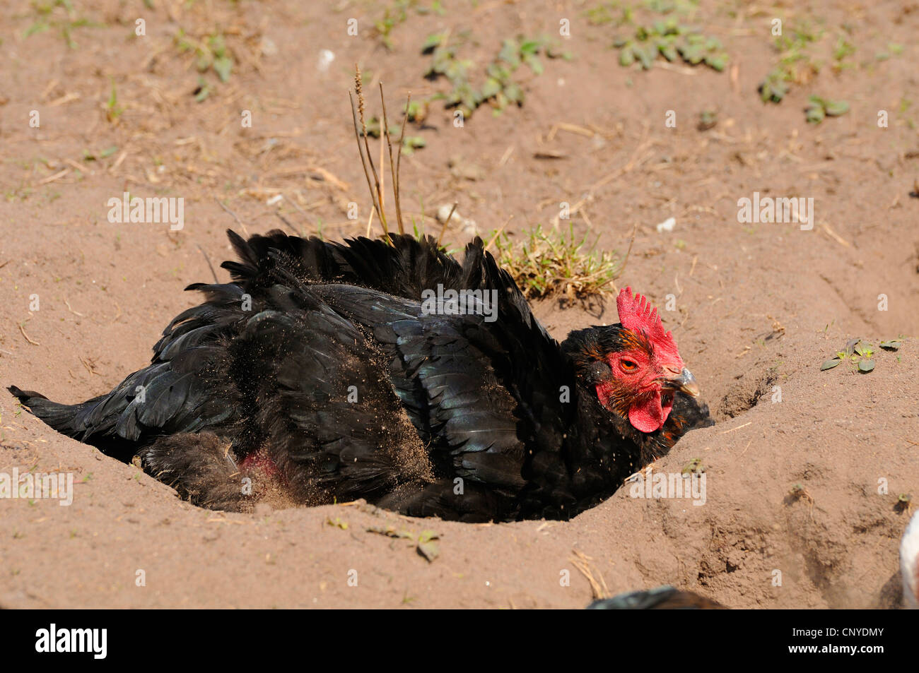 domestic fowl (Gallus gallus f. domestica), dust bathing Stock Photo