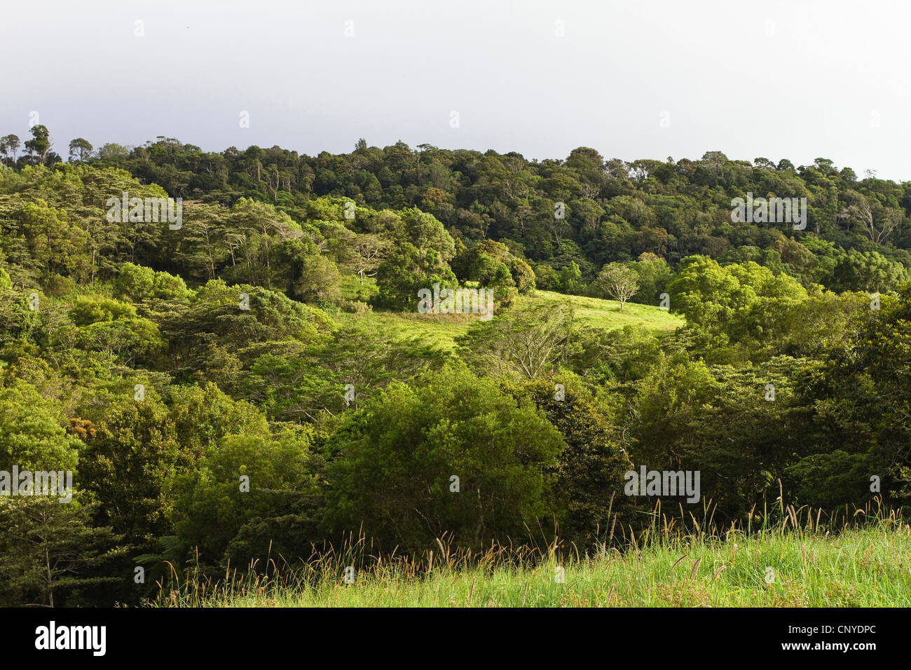 undulating hills of the Atherton Tablelands, Australia, Queensland, Atherton Tablelands Stock Photo