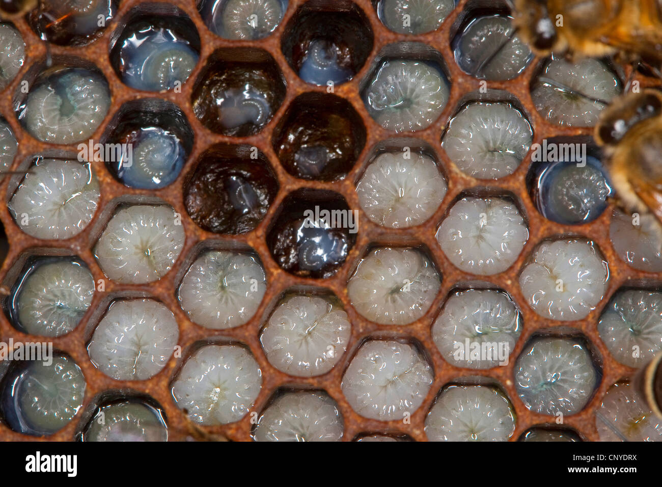 honey bee, hive bee (Apis mellifera mellifera), larvae in combs, Germany Stock Photo