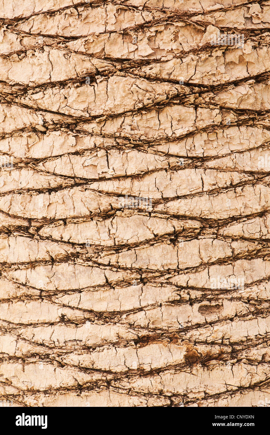 palm tree bark Stock Photo Alamy