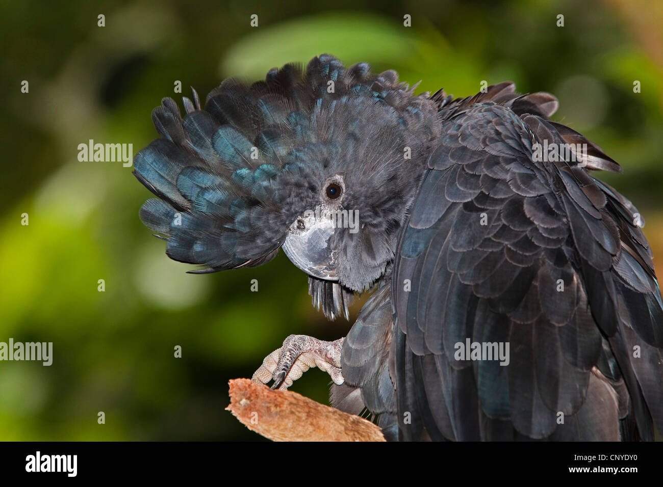 Red tailed black cockatoo calyptorhynchus banksii male hires stock