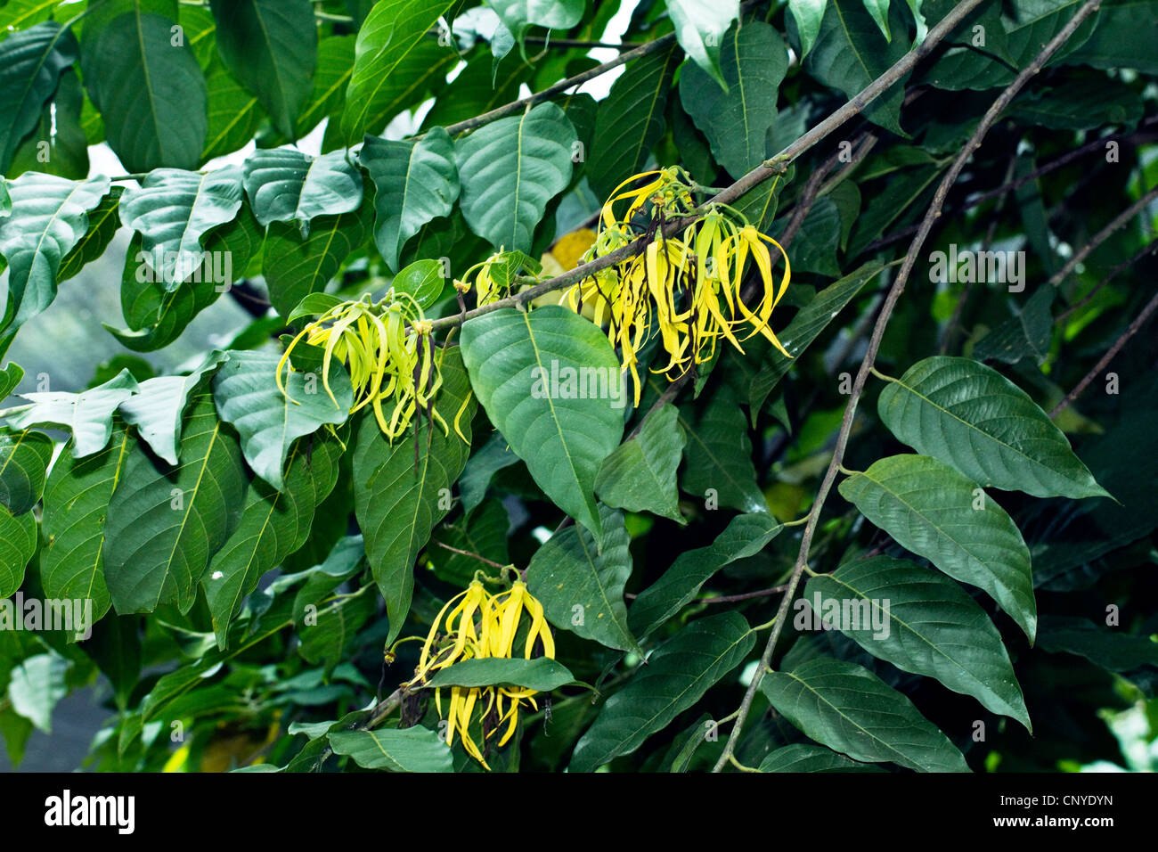ylang-ylang (Cananga odorata), blooming branch, Madagascar Stock Photo -  Alamy
