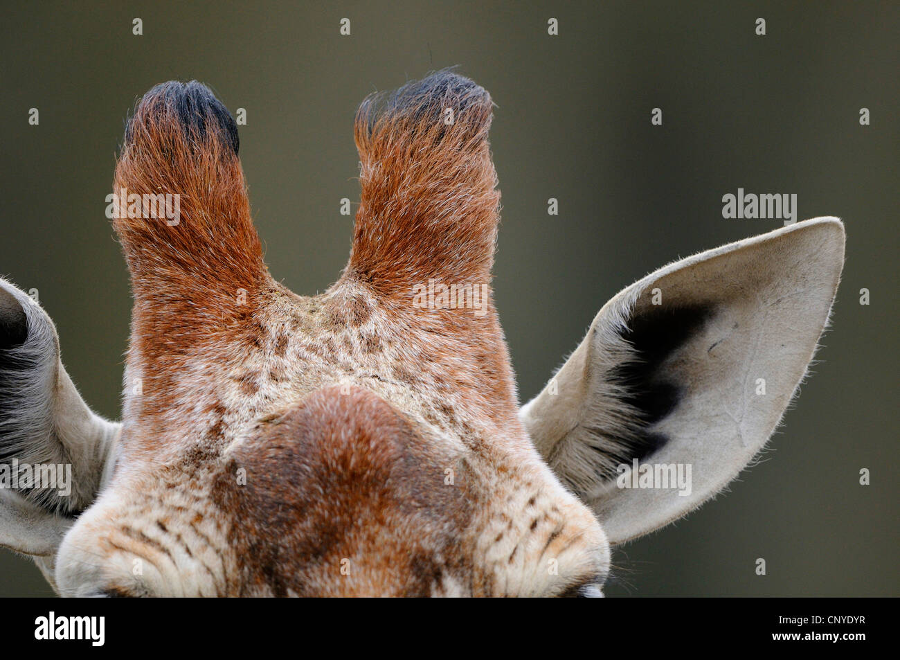 reticulated giraffe (Giraffa camelopardalis reticulata), ossicones an forehead hutch Stock Photo